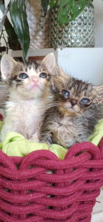 Bianca E Bernie...due Gattini Tenerissimi